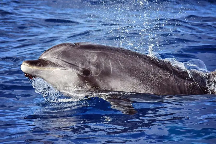 Bottlenose dolphin