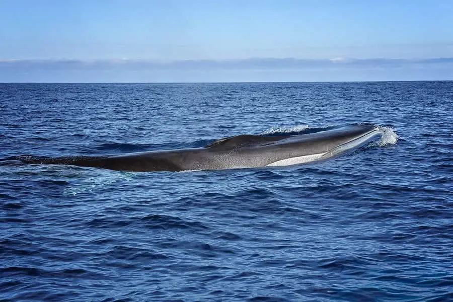 Fin whale