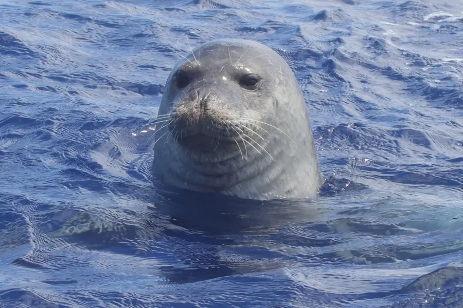 Mediterranean monk seal