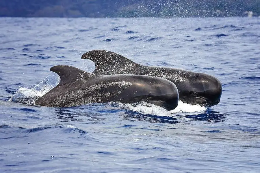 Short-finned pilot whale