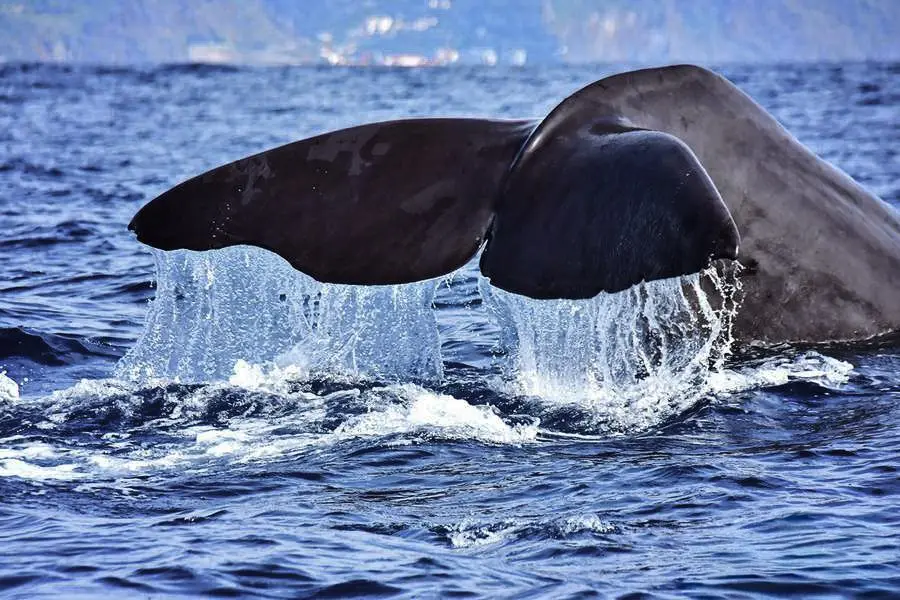 Sperm whale
