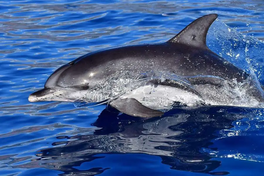 Atlantic spotted dolphin